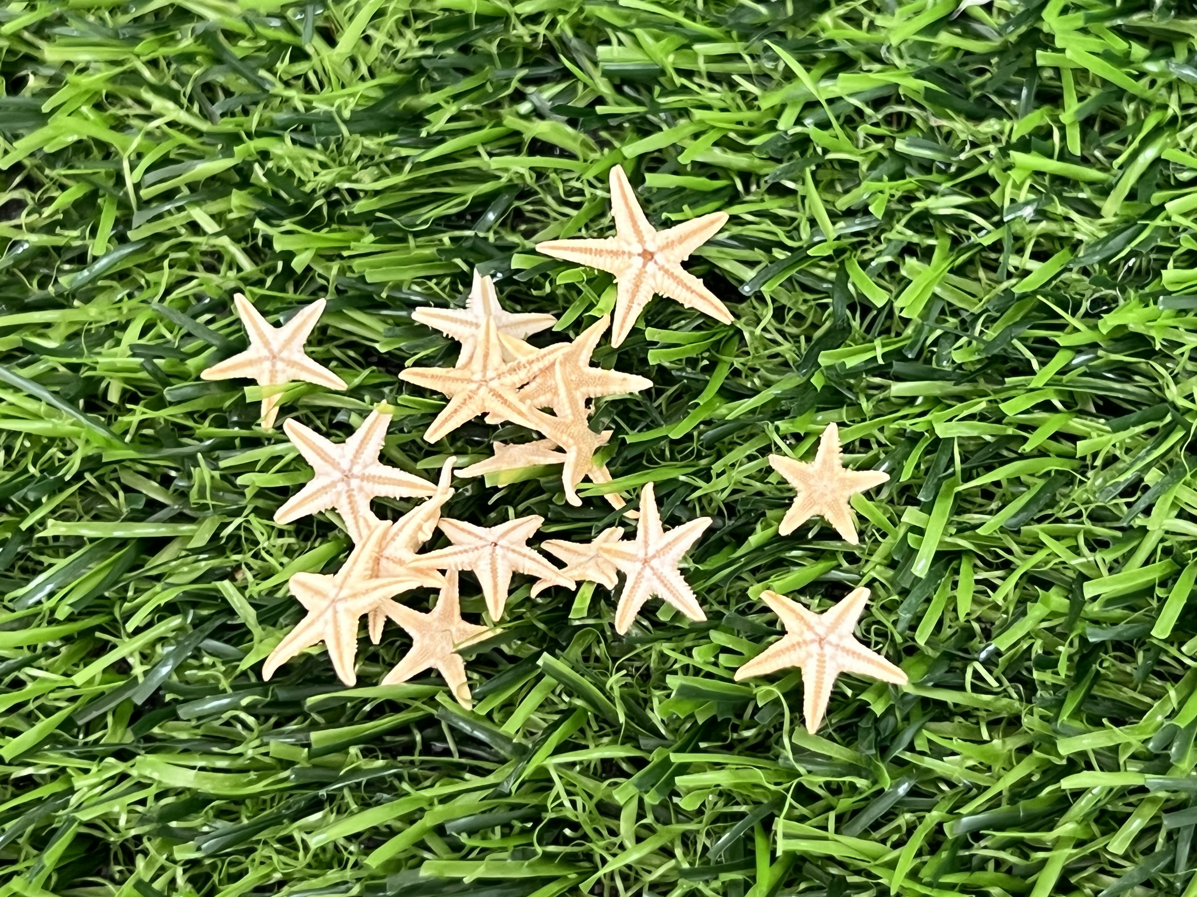 Estrellas De Mar