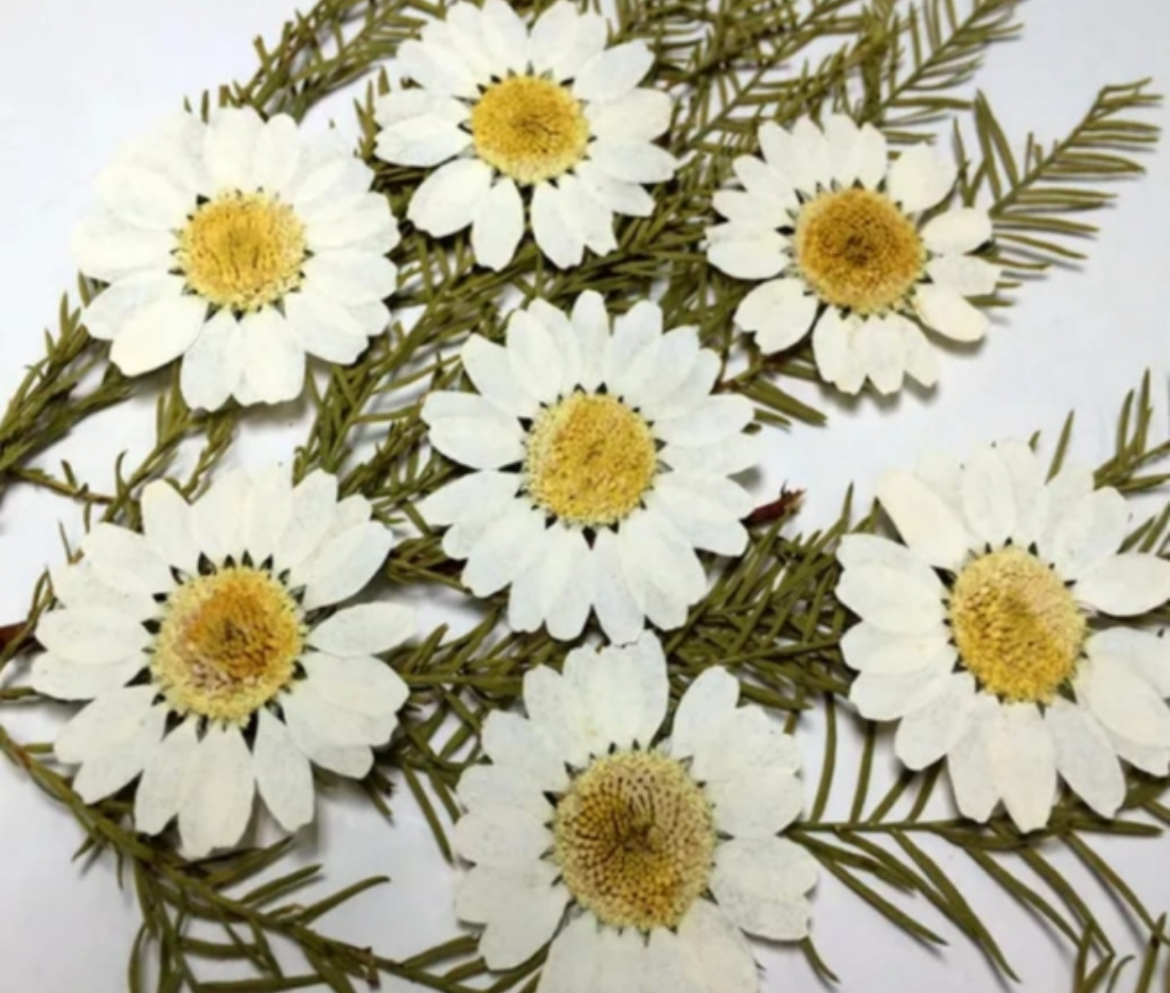 Naturaleza Muerta Prensada Daisy